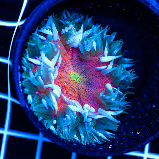 Flower Anemone #2