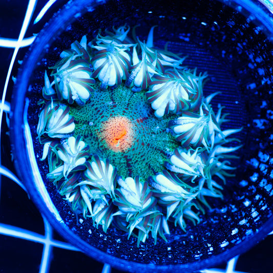Flower Anemone #3