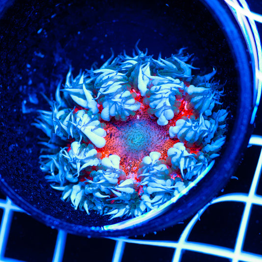Flower Anemone #4