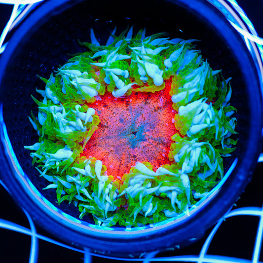 Flower Anemone #5