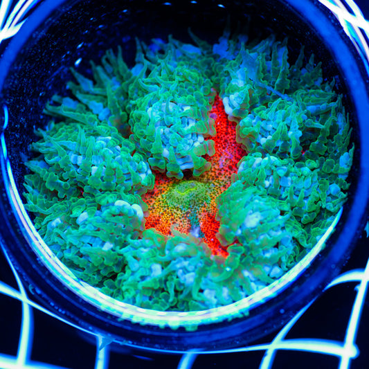 Flower Anemone #6