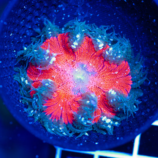 Flower Anemone #7