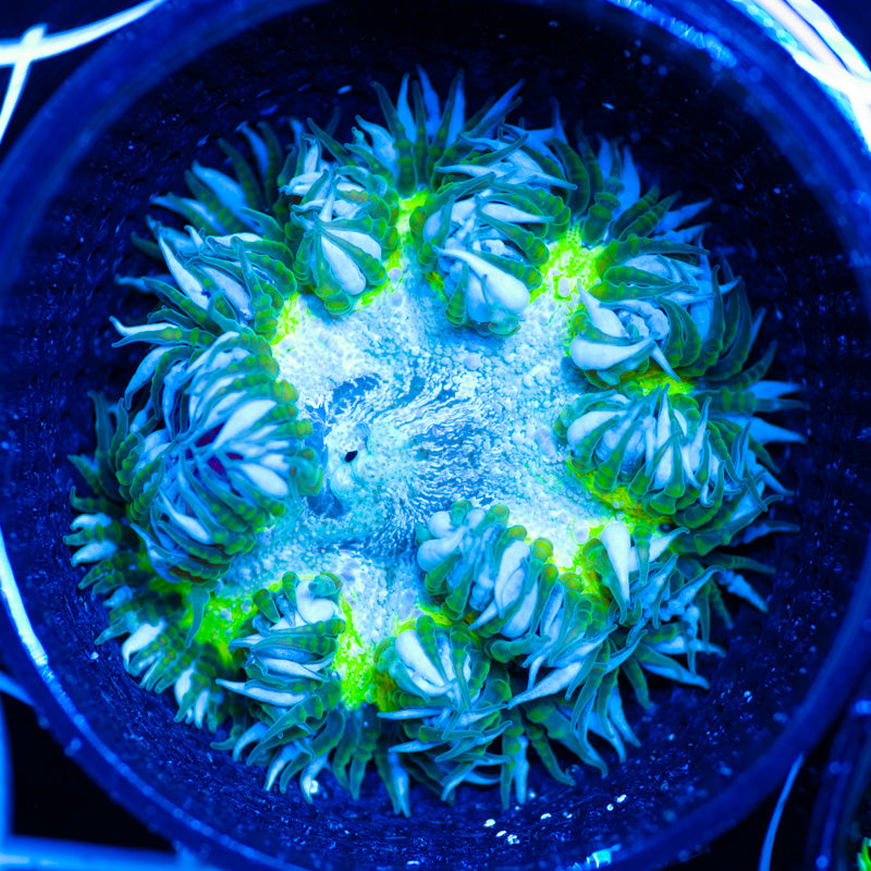 Flower Anemone #8