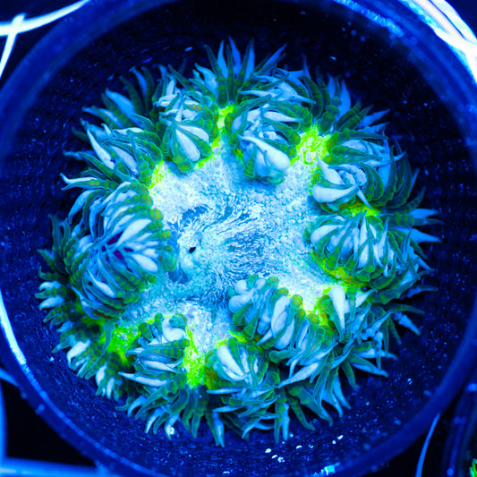 Flower Anemone #8
