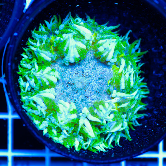 Flower Anemone #9