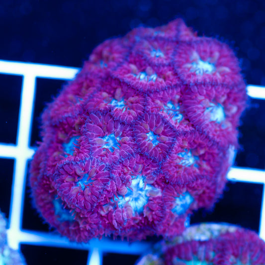 JF Knockout Blastomussa Merletti