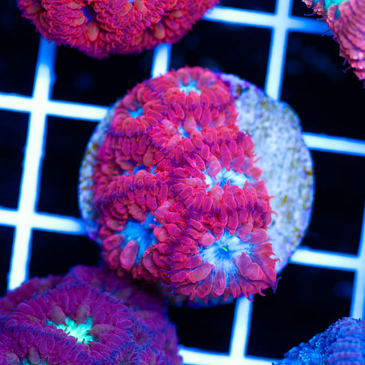 Blue Raven Blastomussa Merlettie V2