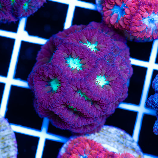Wicked Blastomussa Merletti
