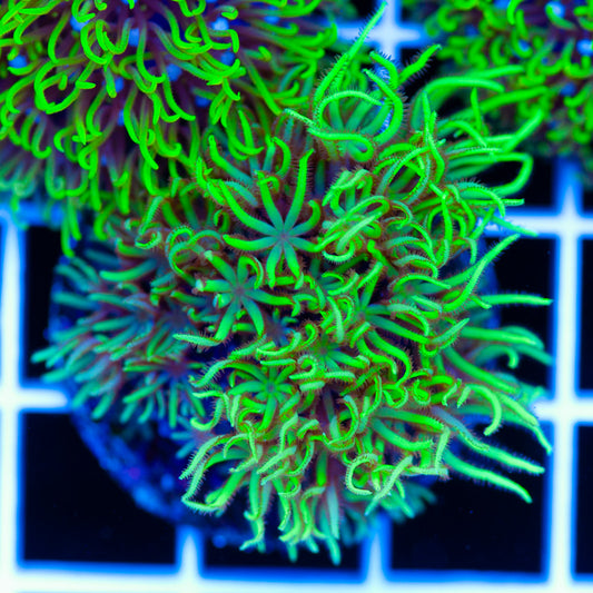 Aussie Star Polyp #1