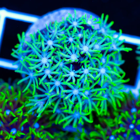 Aussie Star Polyp #2