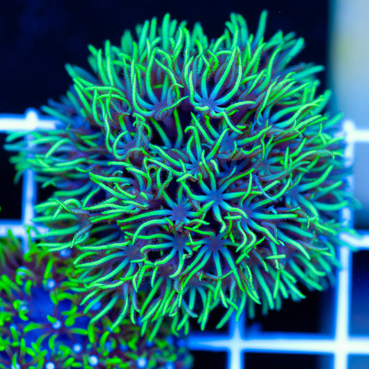 Aussie Star Polyp #3