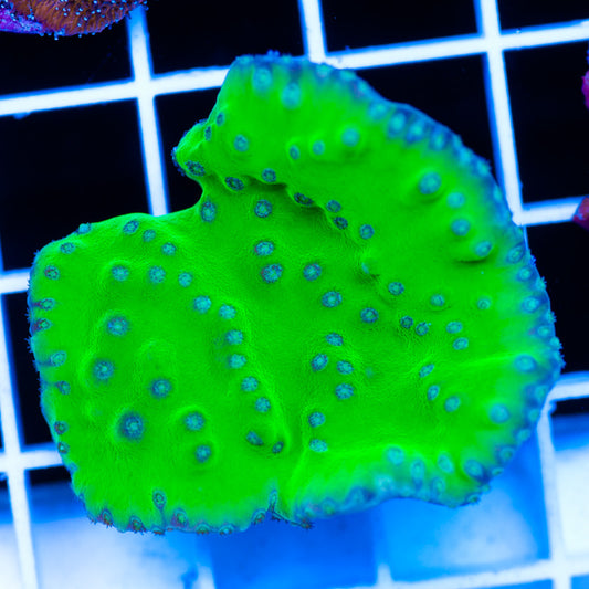 Uber Green Turbinaria