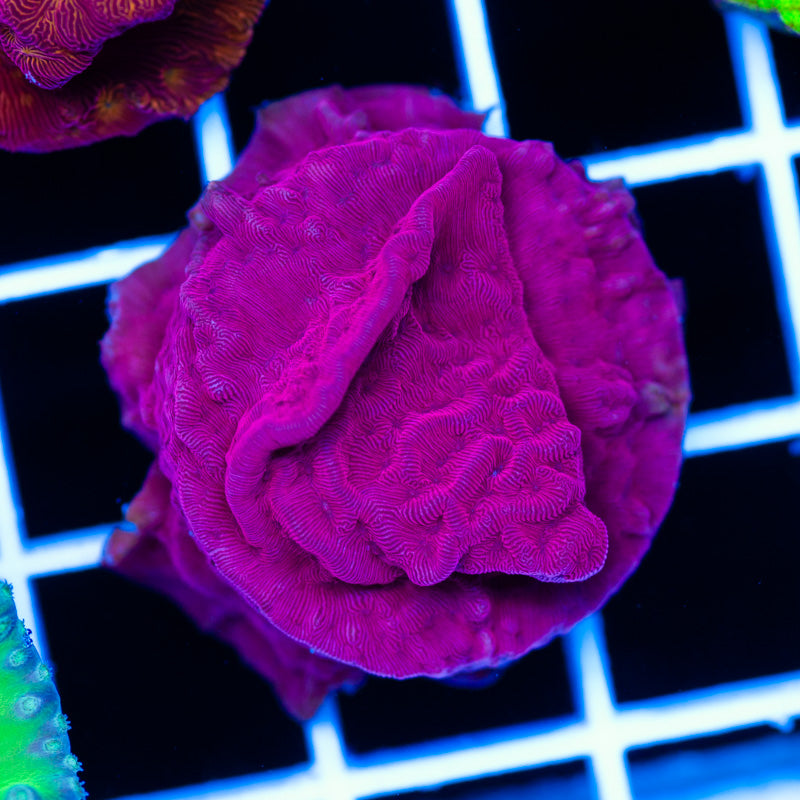 Red Velvet Leptoseris