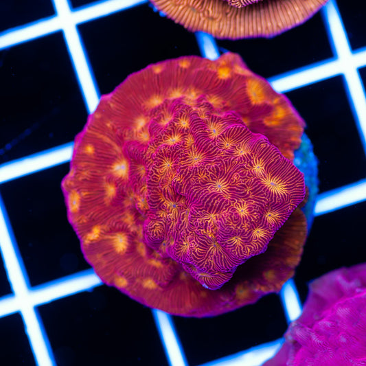 CC Rising Sun Leptoseris