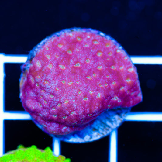 JF Klepto Leptoseris