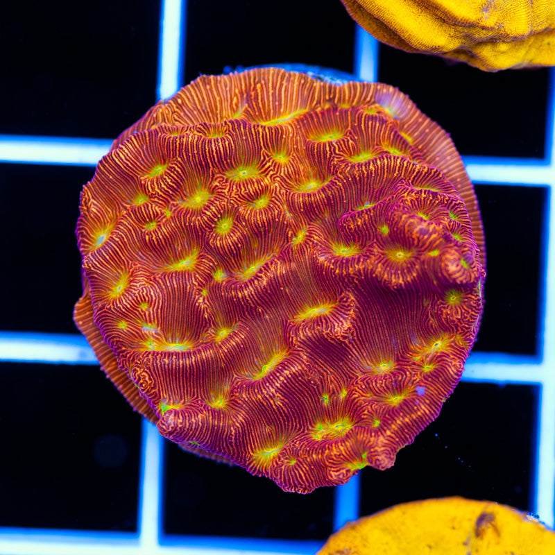 JF JackoLantern Leptoseris