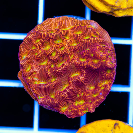 JF JackoLantern Leptoseris