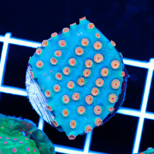 OG Meteor Show Cyphastrea