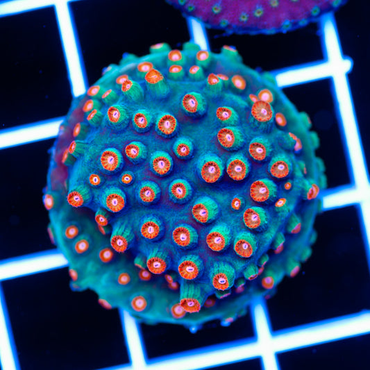 JF Jingle Bells Cyphastrea