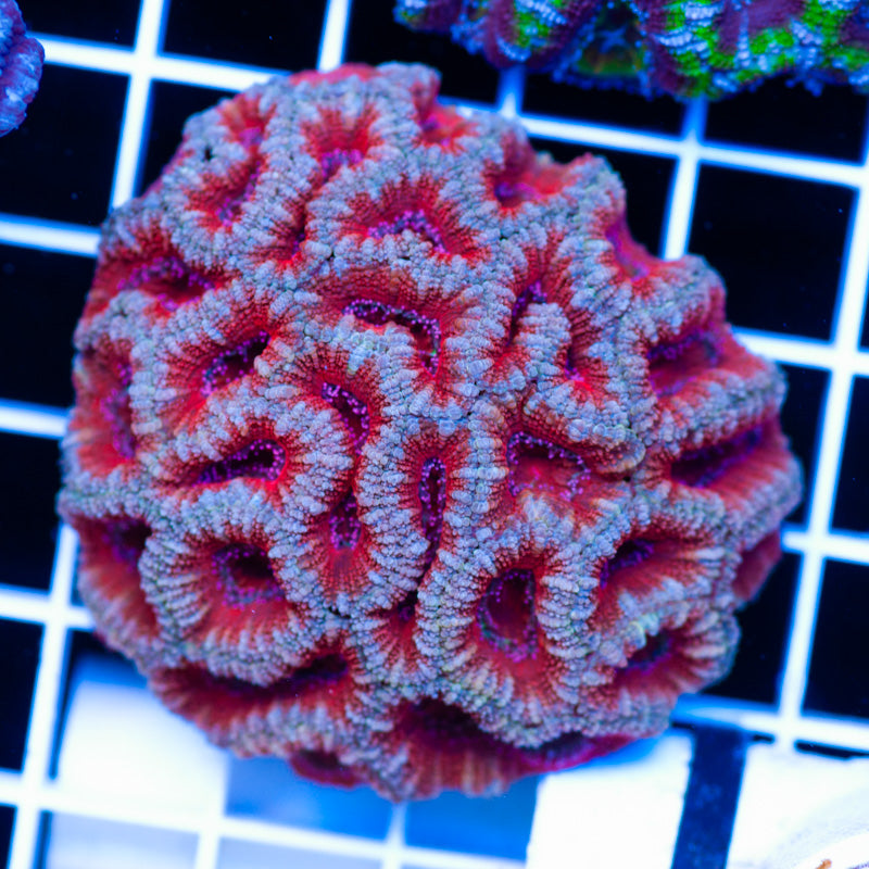 Acan Colony #13