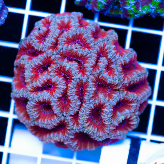 Acan Colony #13