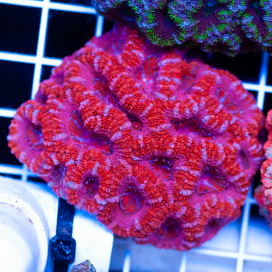 Acan Colony #11