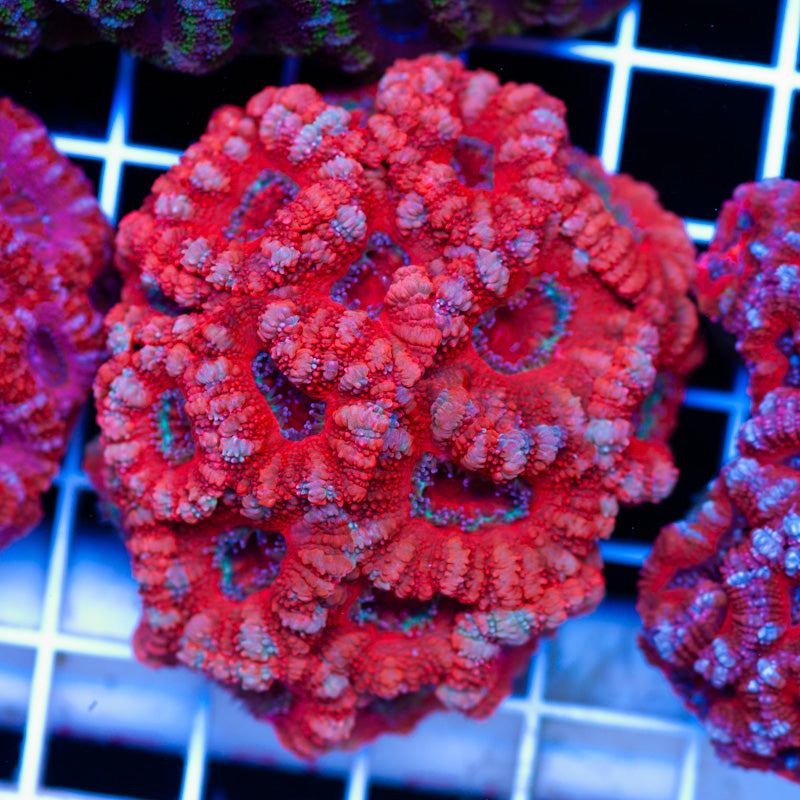 Acan Colony #10