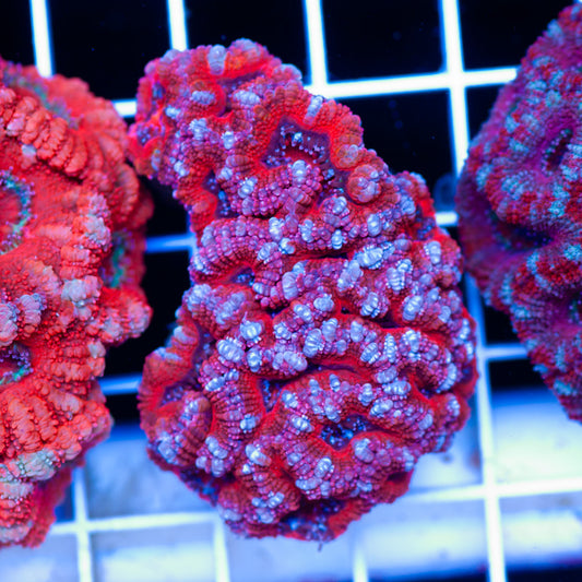 Acan Colony #9