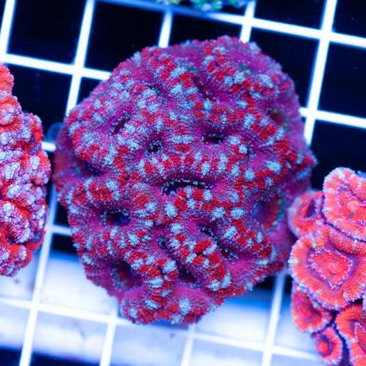 Acan Colony #8