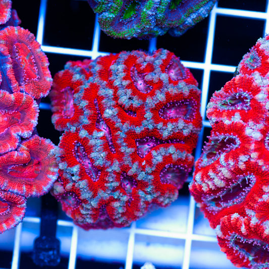 Acan Colony #7