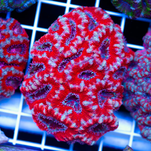 Acan Colony #6