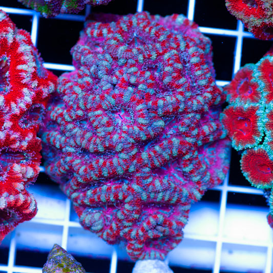 Acan Colony #5