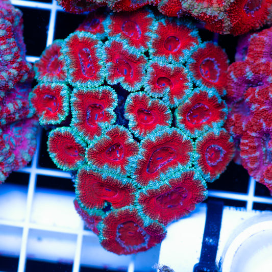 Acan Colony #4