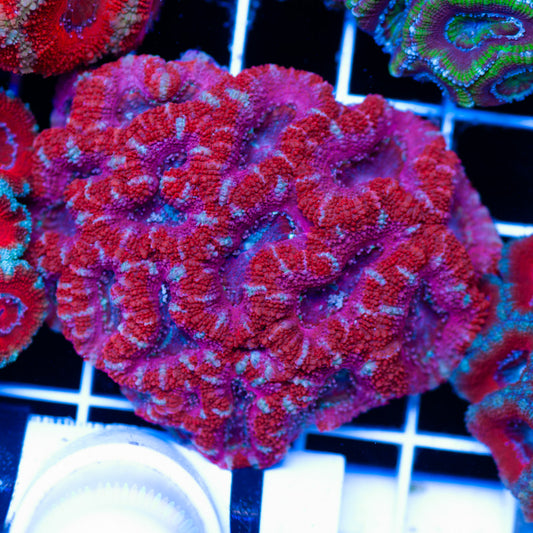 Acan Colony #3