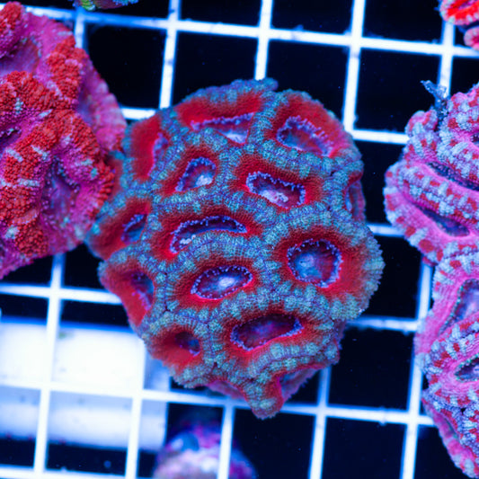 Acan Colony #2