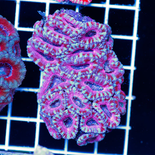 Acan Colony #1