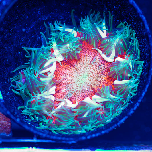 Flower Anemone #10