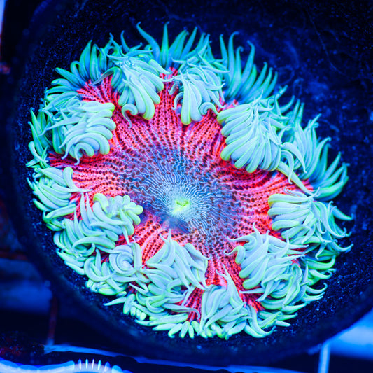 Flower Anemone #11