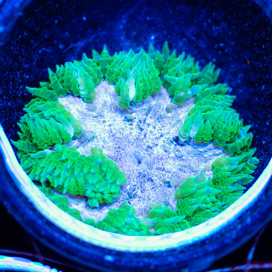 Flower Anemone #12
