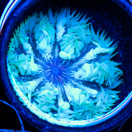 Flower Anemone #13