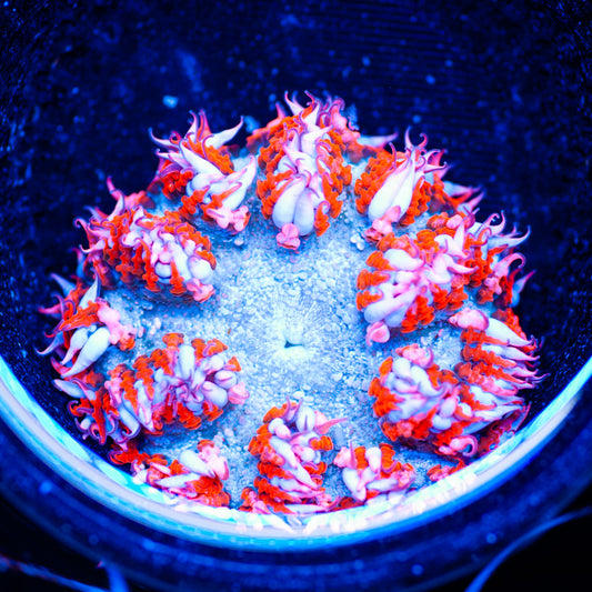 Flower Anemone #14