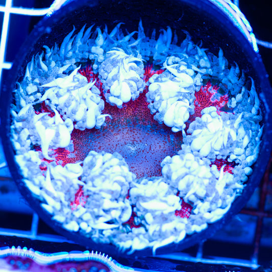 Flower Anemone #15