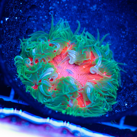 Flower Anemone #16