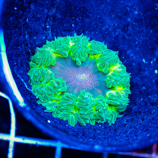 Flower Anemone #17