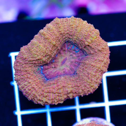 Awesome Aussie Bowerbanki #3