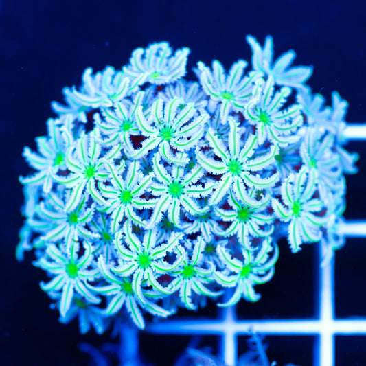 Lazys Daisies Pipe Organ