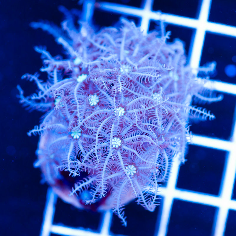 Snowflake Pipe Organ