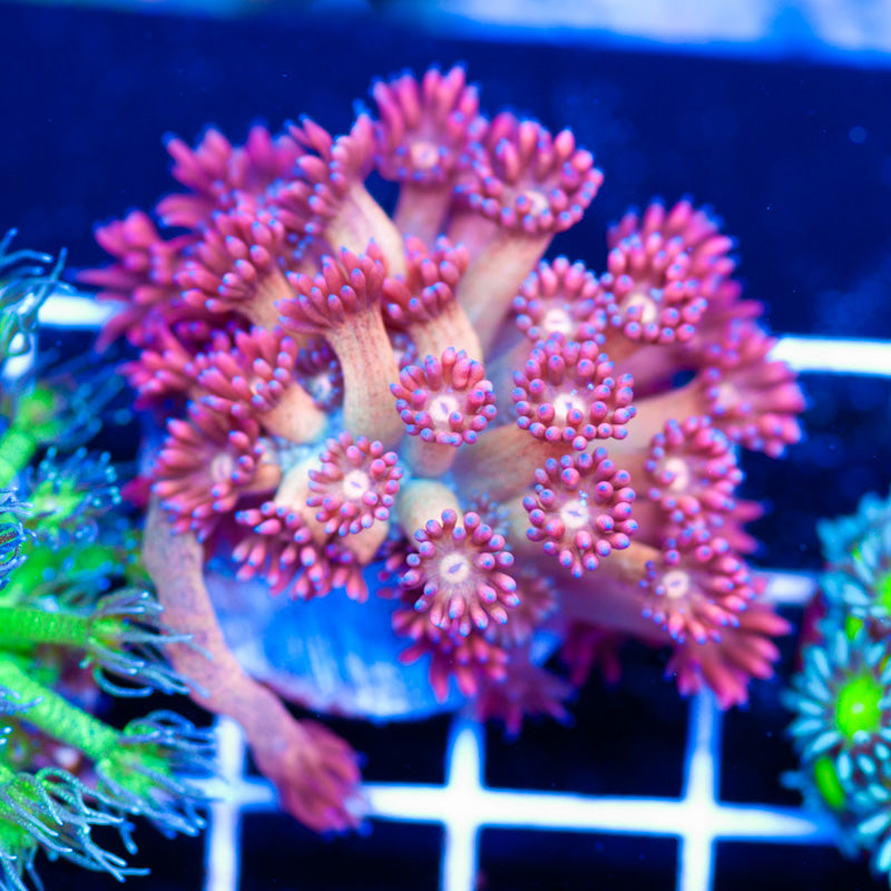 Wards Mandarin Goniopora