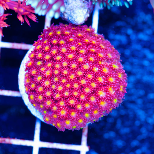 CC Rising Sun Bernardapora