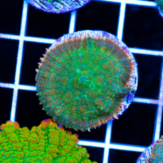 Radical Rhodactis #1